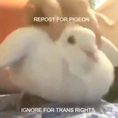 Reposted