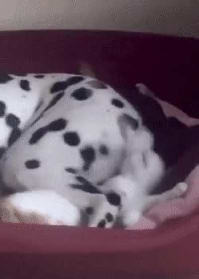 Use tail-whip