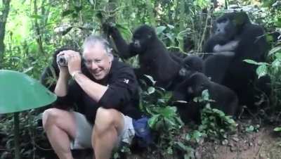 An incredible encounter with the mountain gorillas