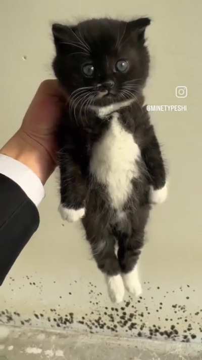 Put me down human
