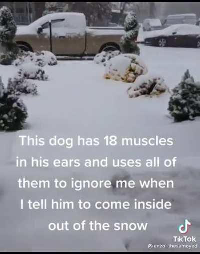 Enzo likes snow