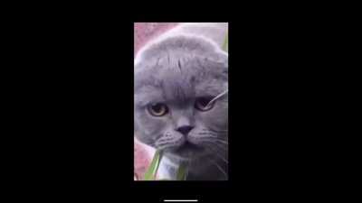 CAT RAP