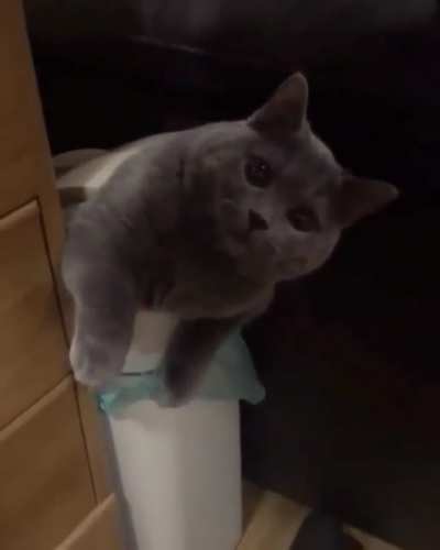 What do you want, human?