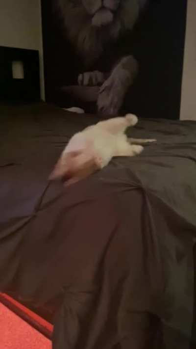 Short compilation of “Chip” crabbing it up