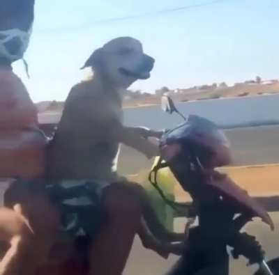 cachorro motoqueiro o nome? obs: n sei se é repostkkk