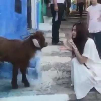 A goat talking in Chefchaouen.
