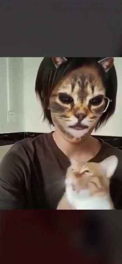 Cats reacting to a cat filter