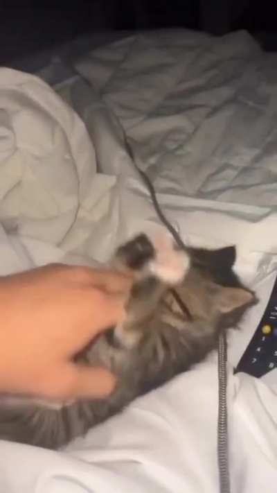Fofinho