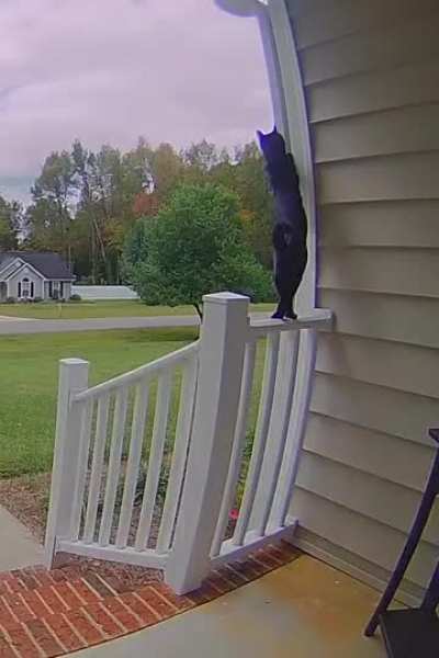 I must go, my cat people need me.