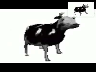 Cow on cow