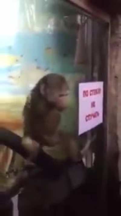 amo os mamacos