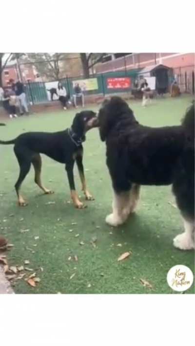 Ball fight