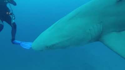 Coolest dive of my life (so far)...shark migration a few months ago in Jupiter FL