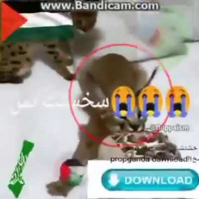 فلسطين 🇵🇸 حزب الله السعو<wbr>دية 🇸🇦 الجيب اسد الجبال الثعبان قلب قلب على شكل فلسطين لايك موريت<wbr>انيا 🇲🇷 دائره حمراء علامة الإسلام ☪️ هلال يرمز لشهر رمضان فيه نجمه خماسيه ترمز لأركان الاسلام تحميل سريع 💨 خمسه