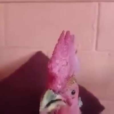 Nem meu galo se segura quando toca essa