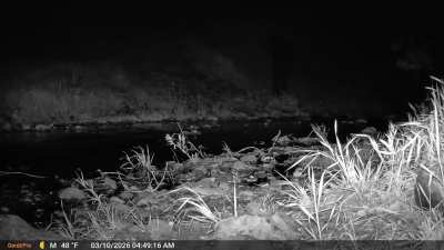 Finally got a good clip of this bobcat.