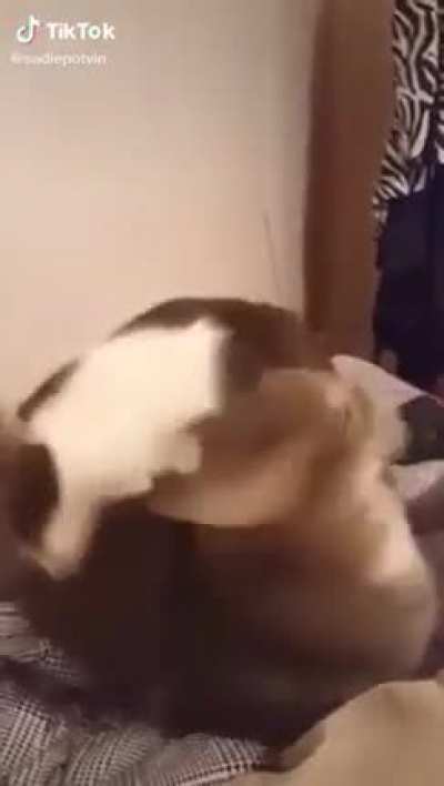 Cat bites another cat.