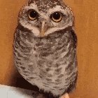 Cute Owl Enjoys Being Petted