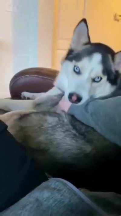 Dog: just keep doing it and don't stop