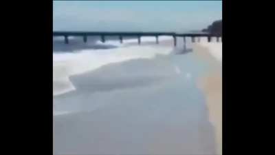 🐢