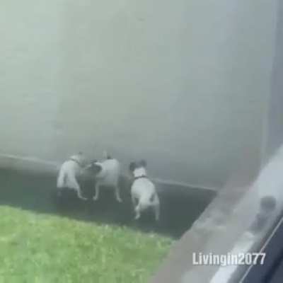 Those dogs are going hell for sure!