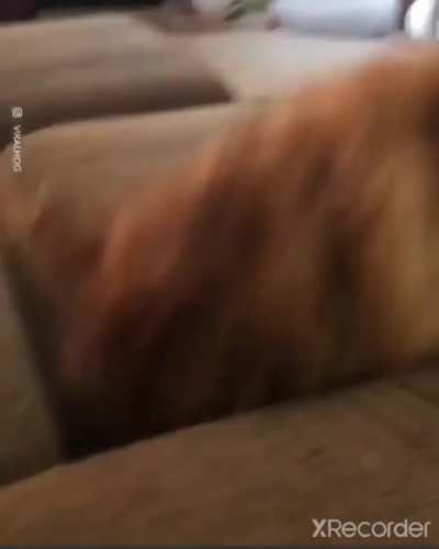 The diving doggy