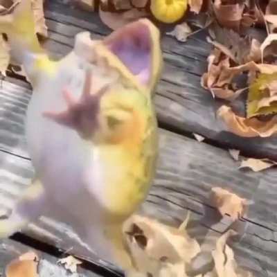 R🐸le