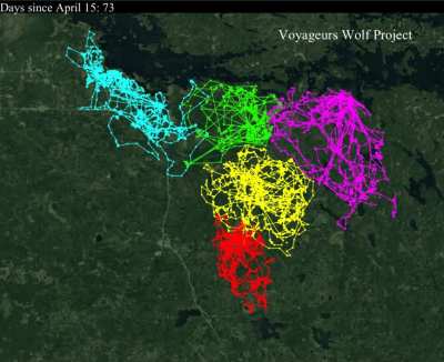 Visualization of wolf pack territoriality based on 68,000 GPS-locations over a 7 month period [OC].