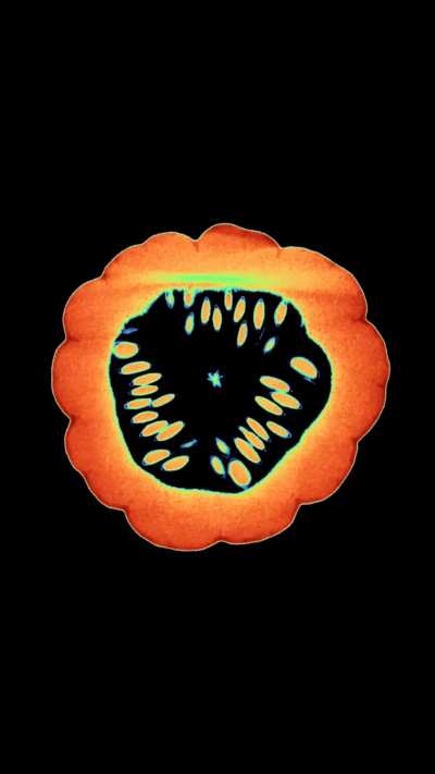 CT scan of a small pumpkin