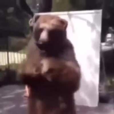 Bears in 2023