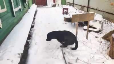 Так мой пес радов<wbr>ался первому снегу