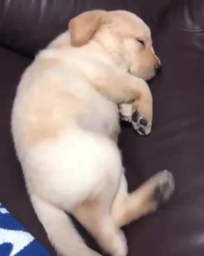 Dreaming of zoomies.