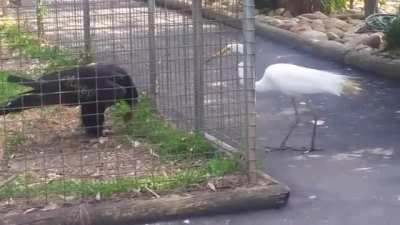 Trying to steal from an eagle