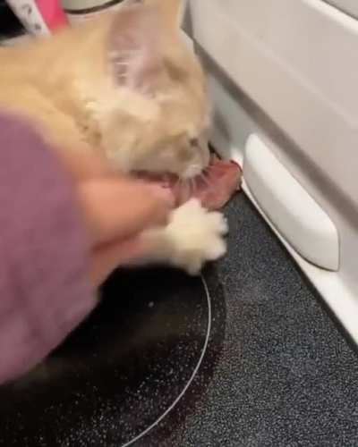 Cat gets ham. Cat angy.