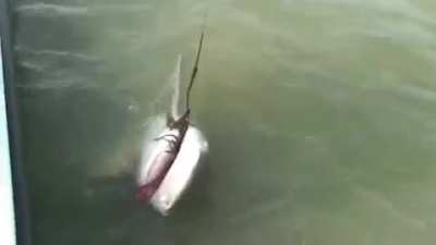 Penis Shark