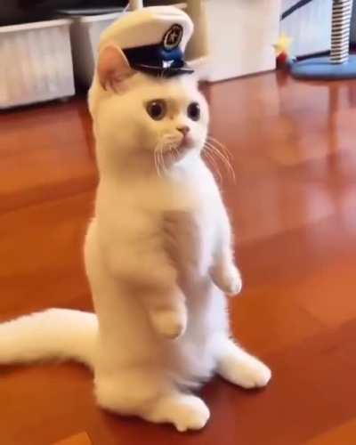 Captain kitty