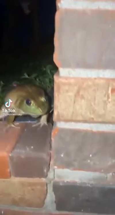 Frog