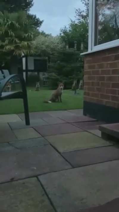 Consequences of feeding a fox