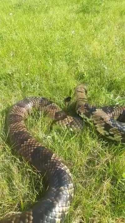 Tanuki the false water cobra getting confused by this bumblebee that was trying to ride her into battle.