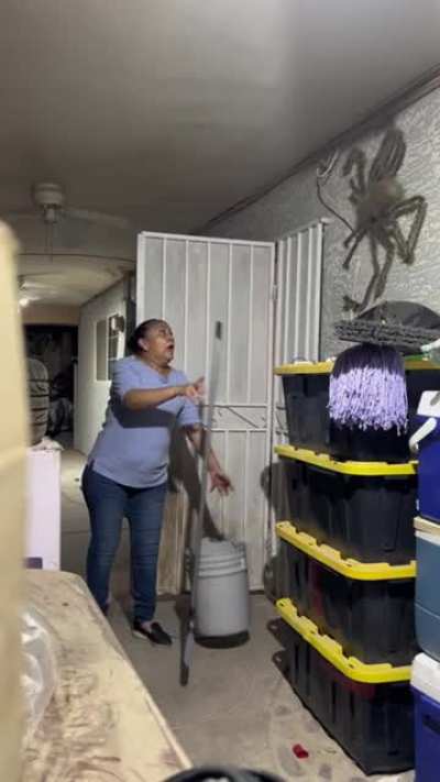 Mexican spider