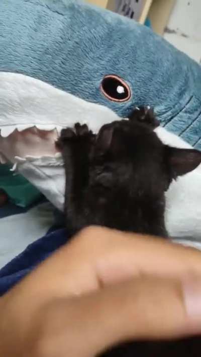 Blahaj is a foster mom