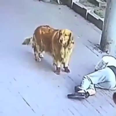 to walk the dog
