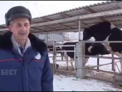 Наши быки настоящие европейцы (звук)
