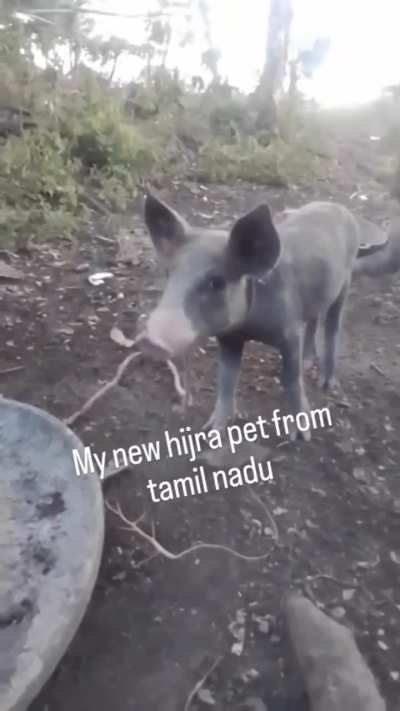 Since everyone is posting their pets
