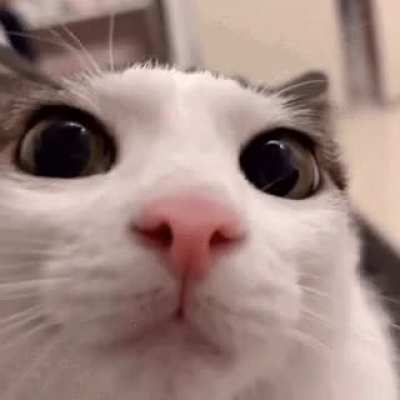 Any necoarc memes on ur phone?