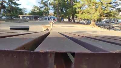 Sneak peeking a deer