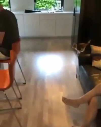 Nice Jump