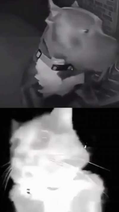 Ding dong