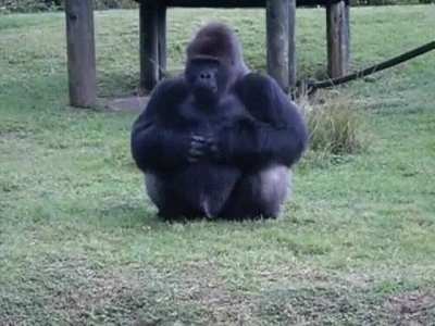 Lowland gorilla at Miami zoo uses sign language to tell someone that he's not allowed to be fed by visitors.