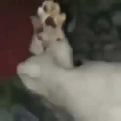 de que provincia es el gato?